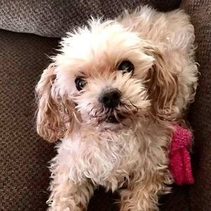 Meet your Posher, Shawntelle